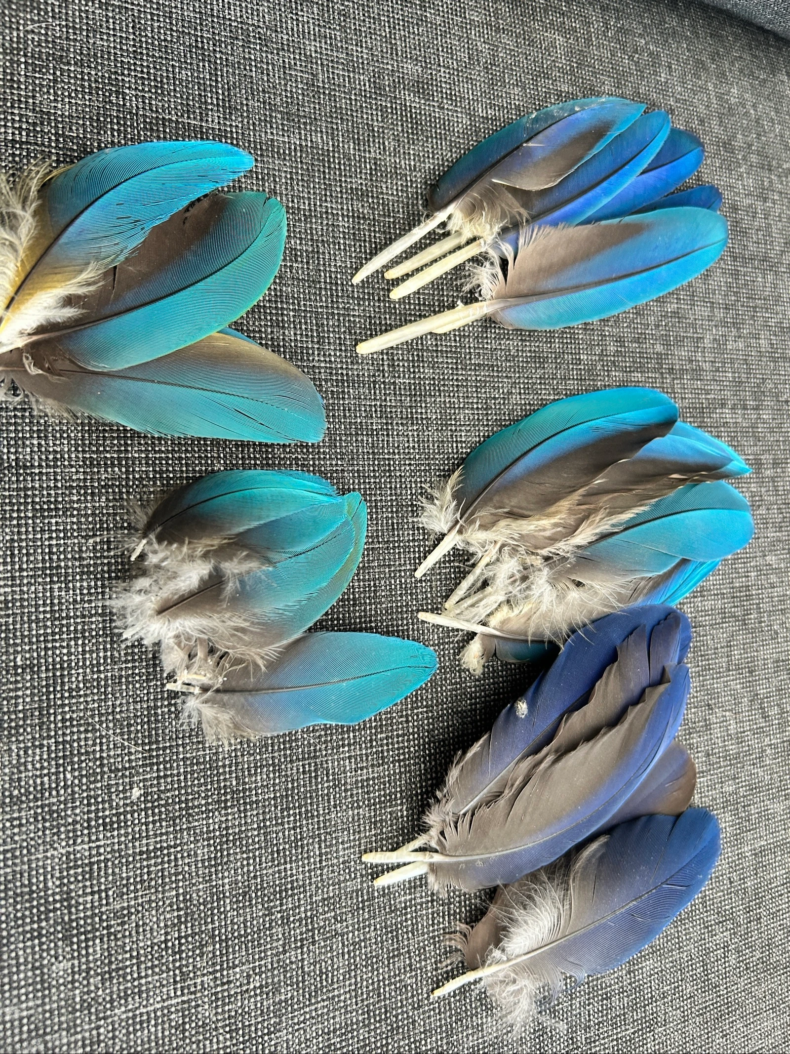 Natural  feathers from the moult – photo 3